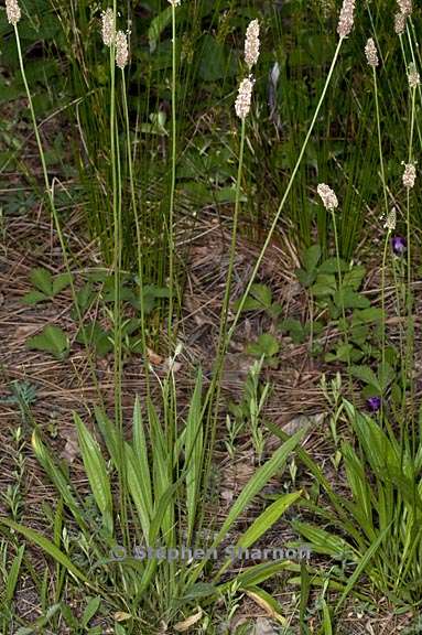 plantago lanceolata 1 graphic